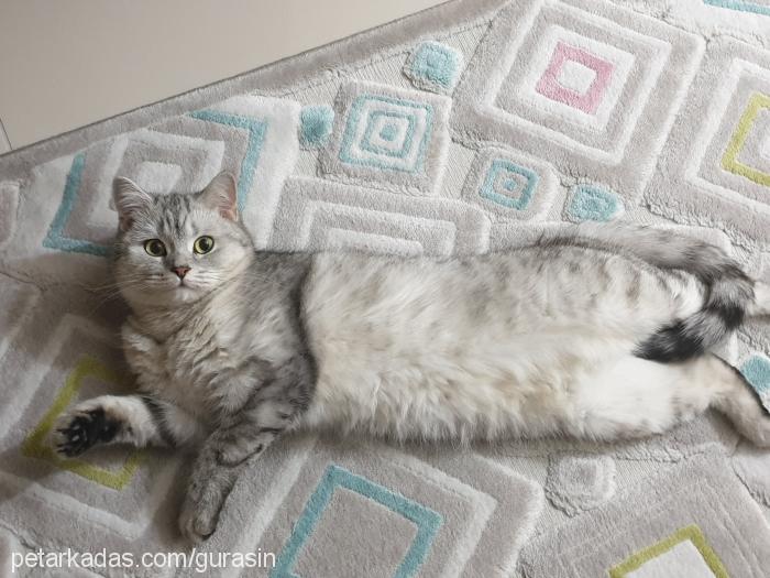 dedu Dişi British Shorthair