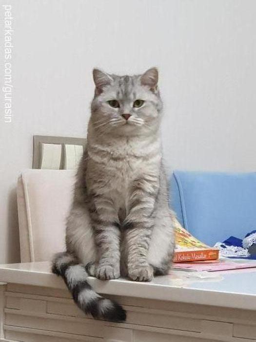 dedu Dişi British Shorthair