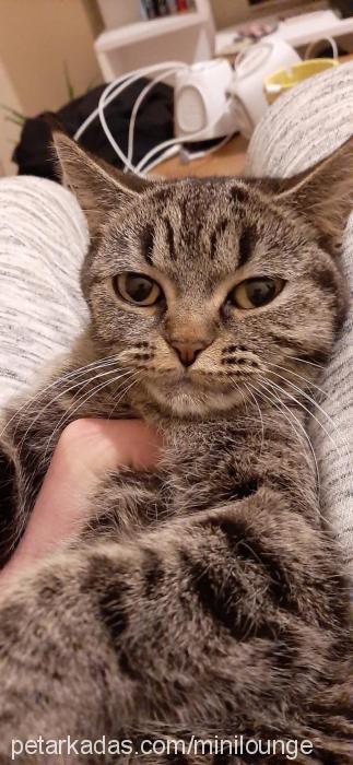 lili Dişi Scottish Fold