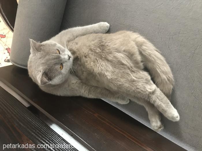 lucky Erkek British Shorthair