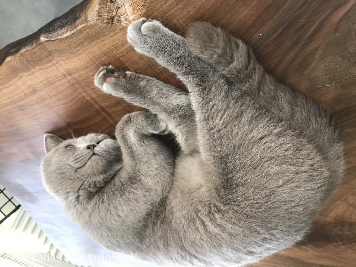 lucky Erkek British Shorthair