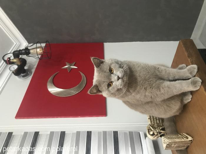 lucky Erkek British Shorthair