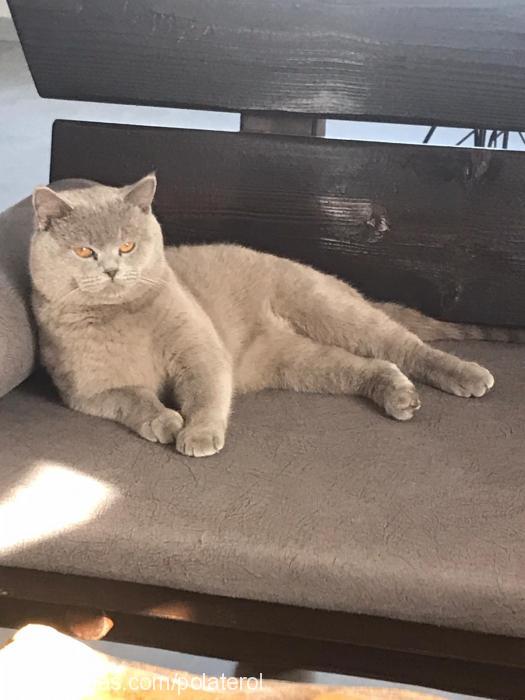 lucky Erkek British Shorthair