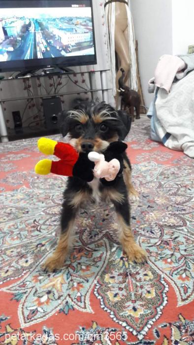 Şİva Dişi Yorkshire Terrier