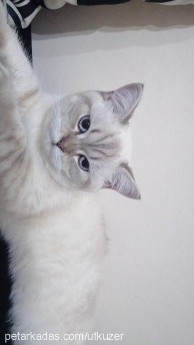 LEO Erkek British Shorthair