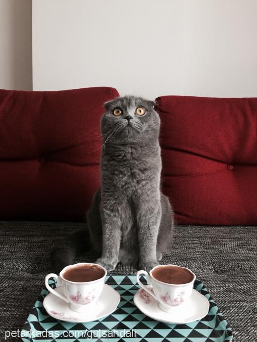 balkız Dişi Scottish Fold