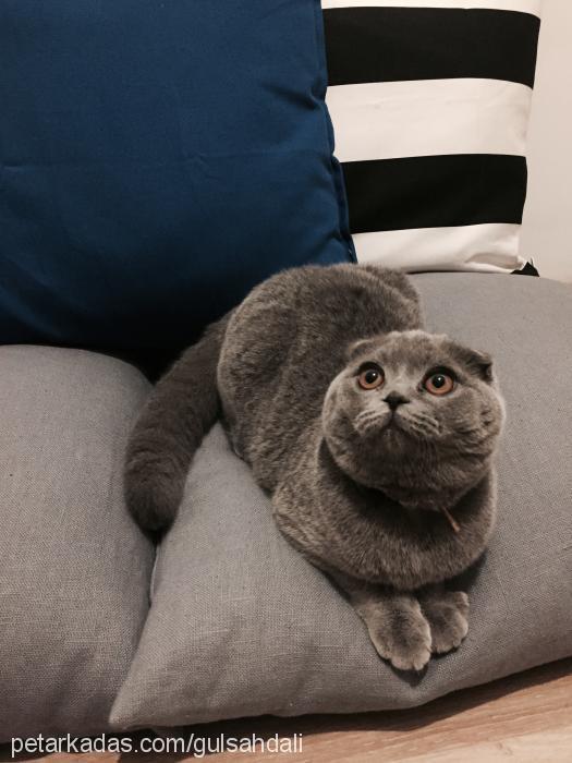 balkız Dişi Scottish Fold