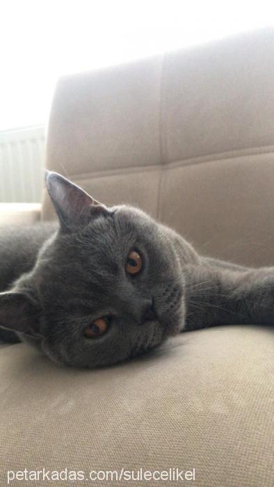 hopsi Erkek British Shorthair