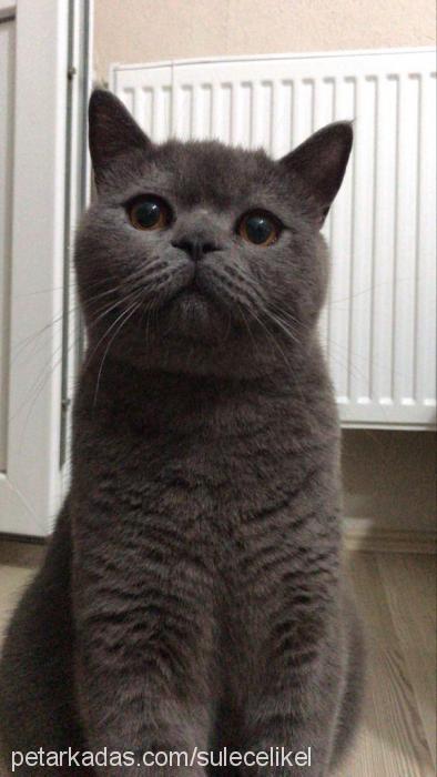 hopsi Erkek British Shorthair