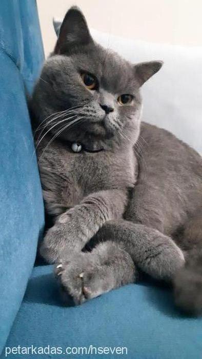 leo Erkek British Shorthair