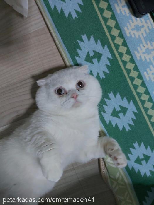 pamuk Erkek Scottish Fold