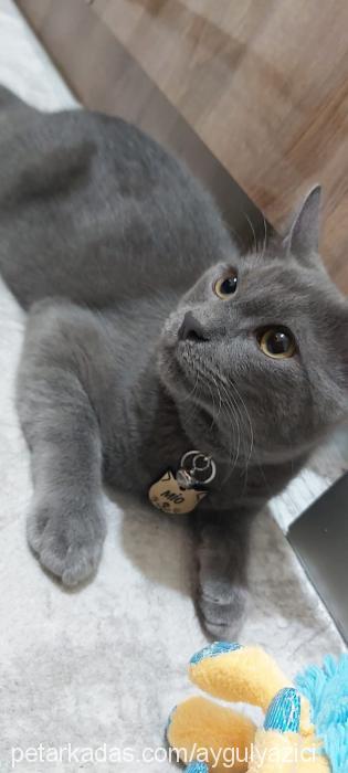 mİo Erkek British Shorthair