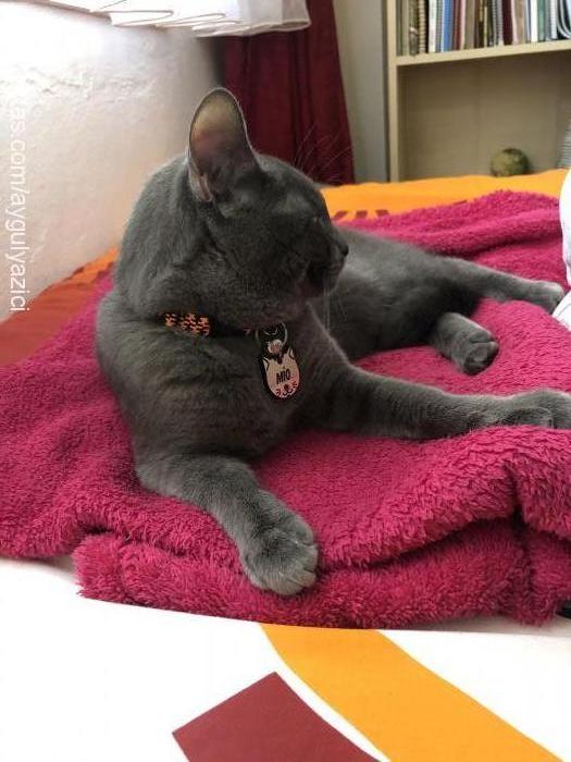 mİo Erkek British Shorthair