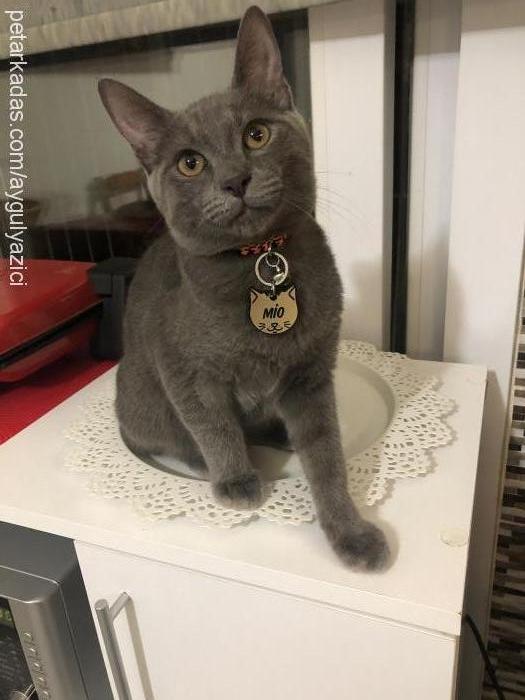 mİo Erkek British Shorthair