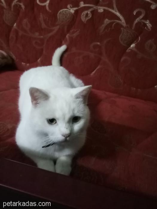 Cins Kedi Tatlış Şila, , Ücretsiz Kedi, Zonguldak
