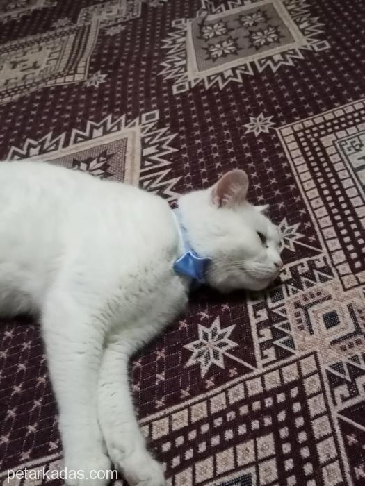 Cins Kedi Tatlış Şila, , Ücretsiz Kedi, Zonguldak