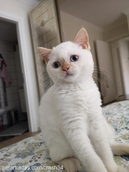 salep Dişi British Shorthair