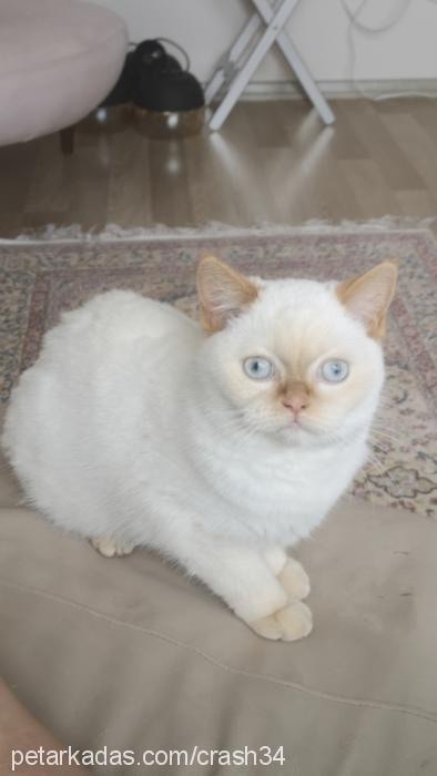 salep Dişi British Shorthair