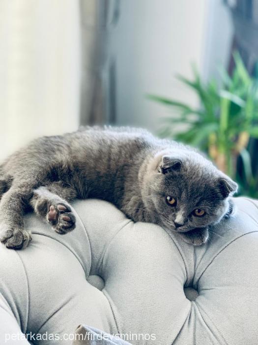 minnoş Dişi Scottish Fold