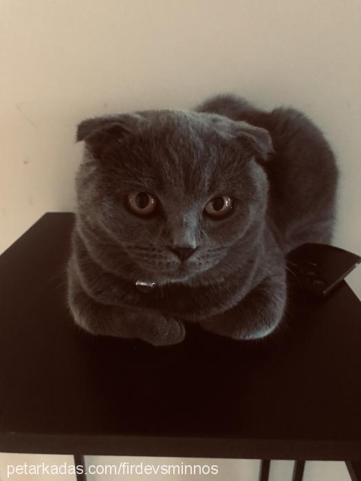 minnoş Dişi Scottish Fold