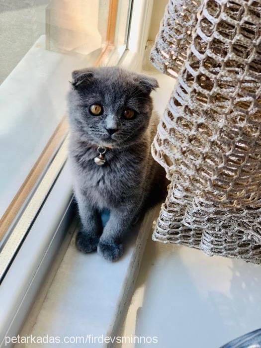 minnoş Dişi Scottish Fold