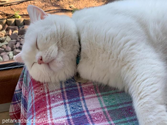 casper Erkek British Shorthair