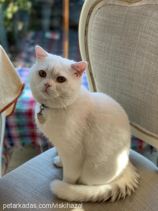 casper Erkek British Shorthair