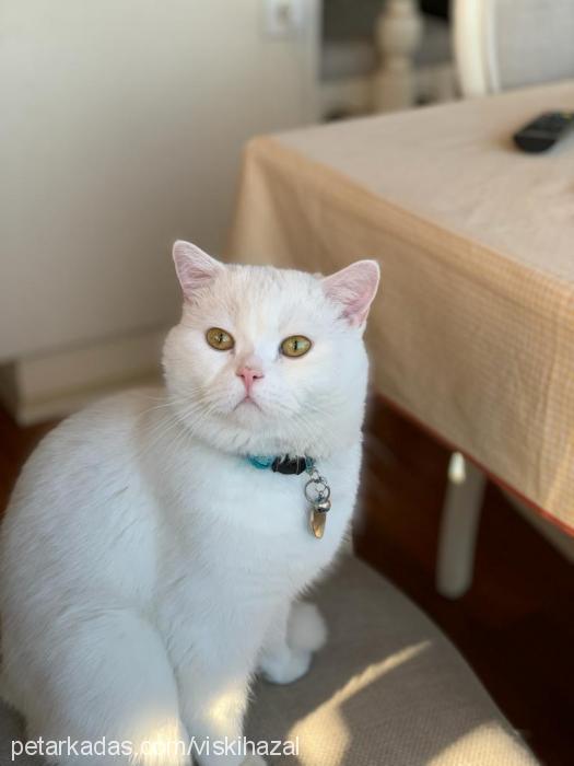 casper Erkek British Shorthair