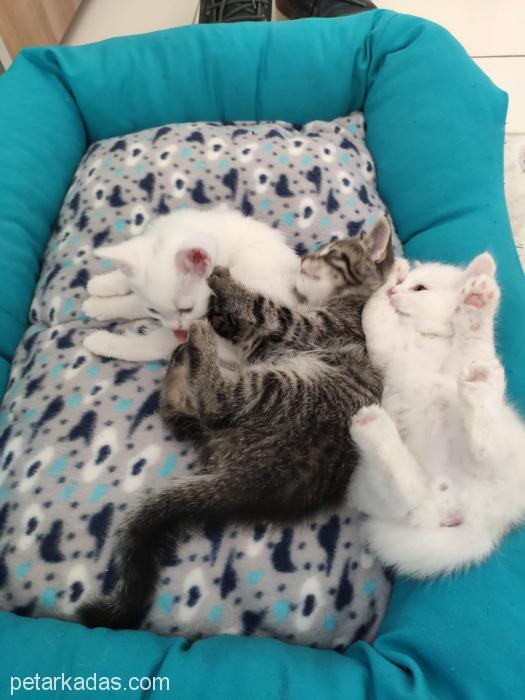 2 Aylık Anne Altından, , Ücretsiz Kedi, Gaziantep