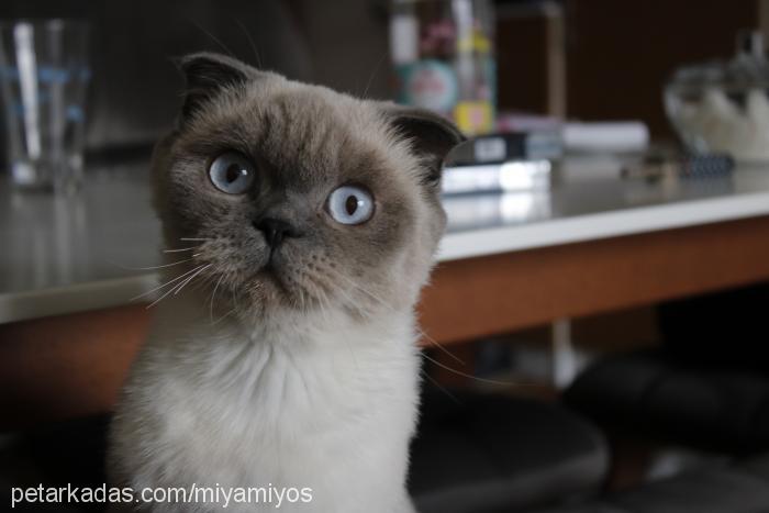 miyamiyos Dişi Scottish Fold