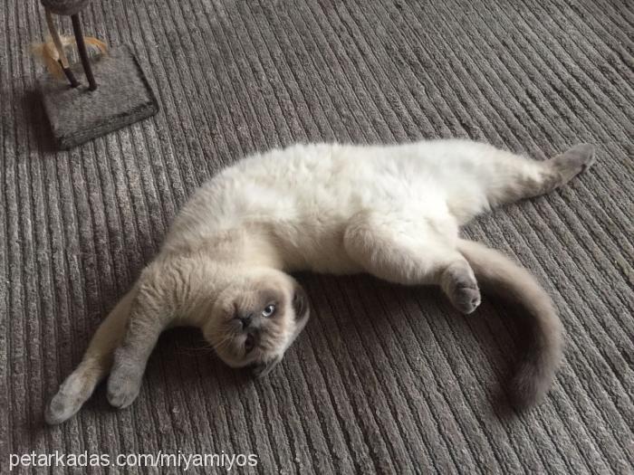 miyamiyos Dişi Scottish Fold