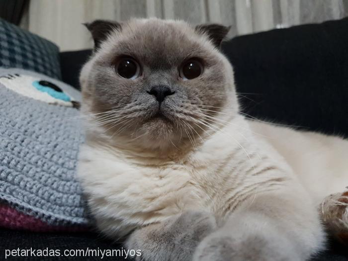 miyamiyos Dişi Scottish Fold