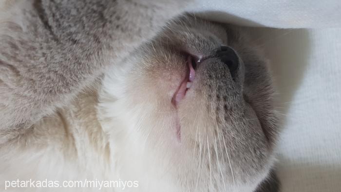 miyamiyos Dişi Scottish Fold