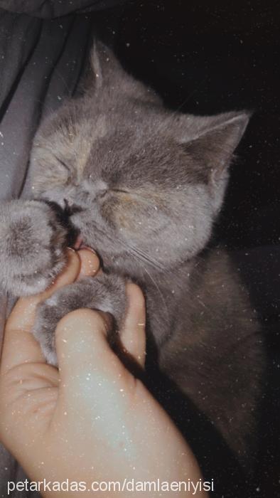 mimi Dişi British Shorthair