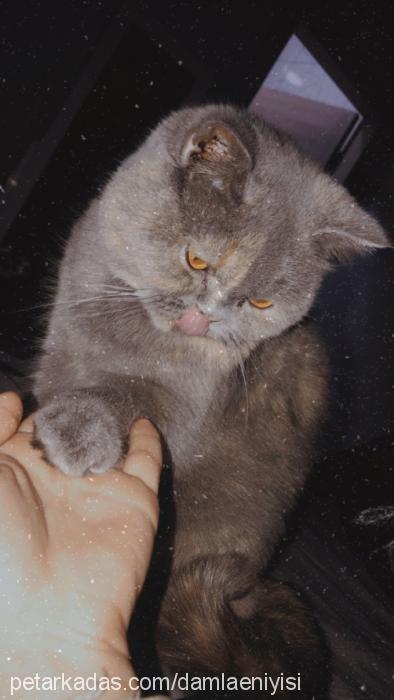 mimi Dişi British Shorthair