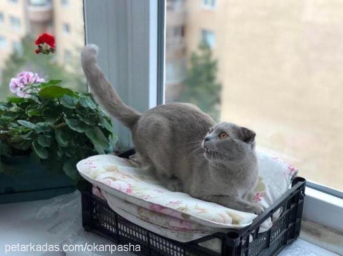 shela Dişi Scottish Fold