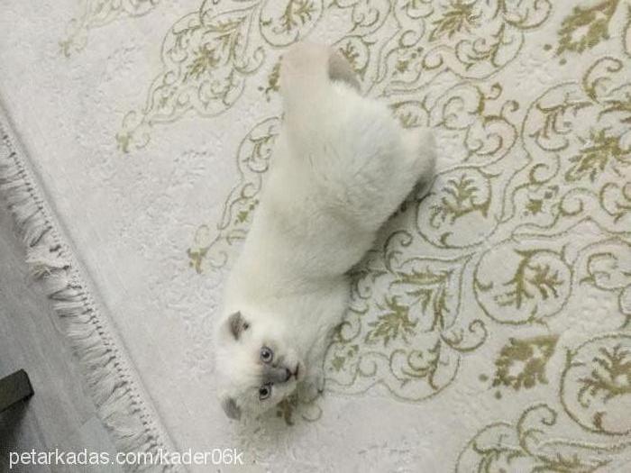 Şila Dişi Scottish Fold