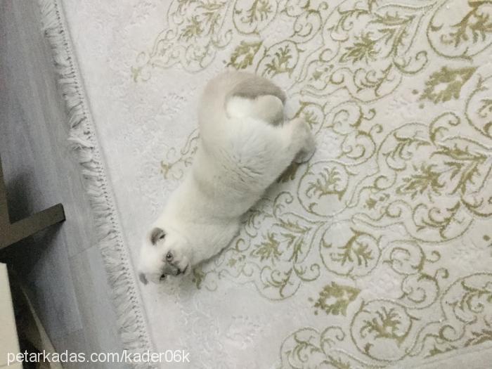 Şila Dişi Scottish Fold