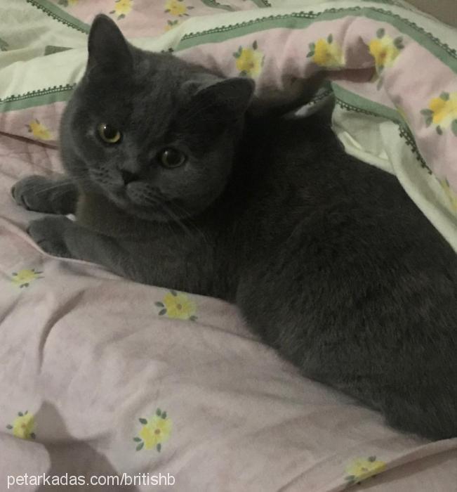 bulut Dişi British Shorthair