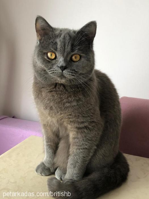 bulut Dişi British Shorthair