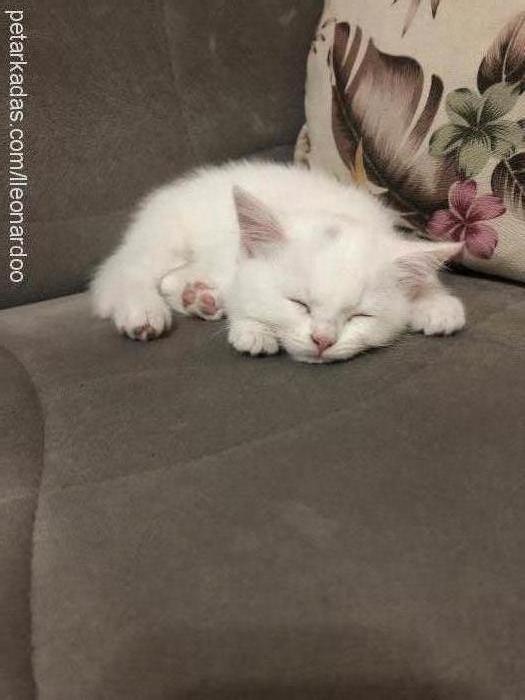 leo Erkek British Shorthair