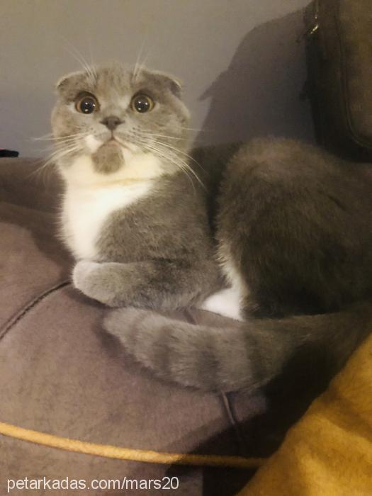 değişik Dişi Scottish Fold