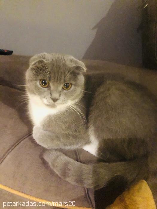 değişik Dişi Scottish Fold