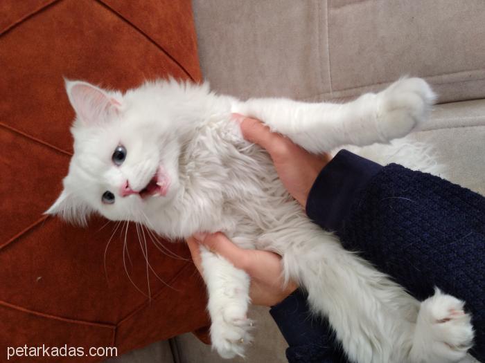 Dünya Tatlısı Sevimli Oglumuz Pars, , Ücretsiz Kedi, Gaziantep