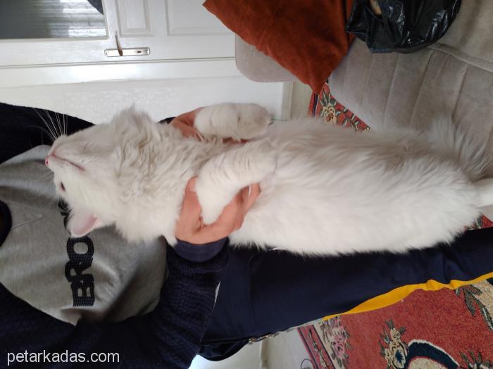 Dünya Tatlısı Sevimli Oglumuz Pars, , Ücretsiz Kedi, Gaziantep