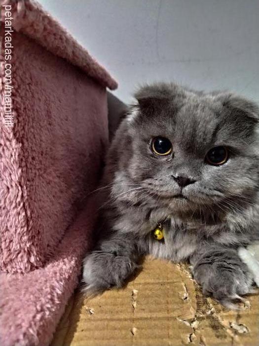 yulaf Dişi Scottish Fold