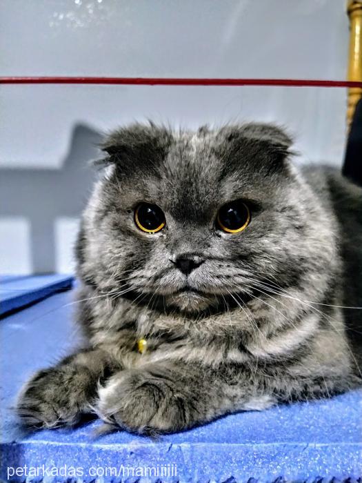 yulaf Dişi Scottish Fold