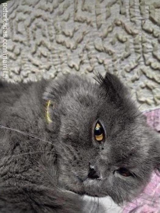 yulaf Dişi Scottish Fold