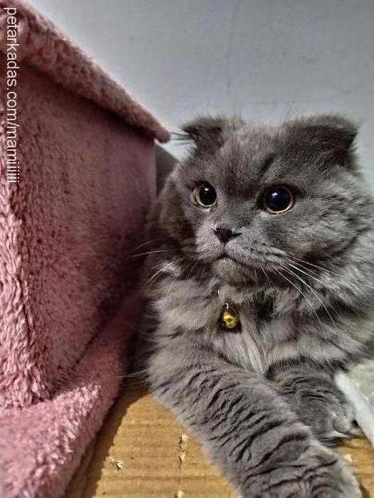 yulaf Dişi Scottish Fold