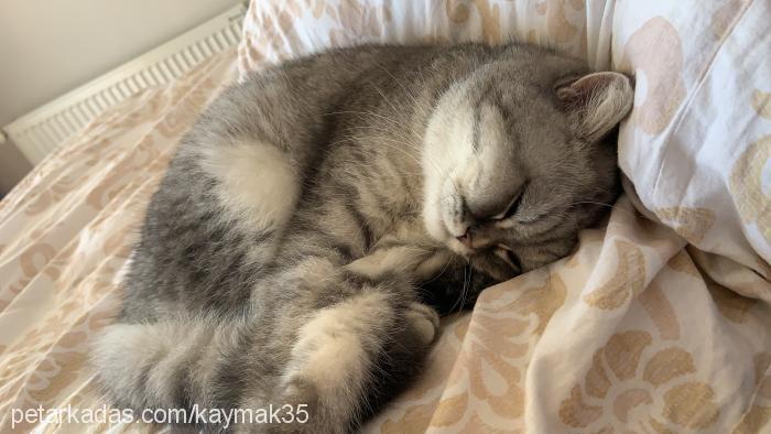 kaymak Dişi British Shorthair